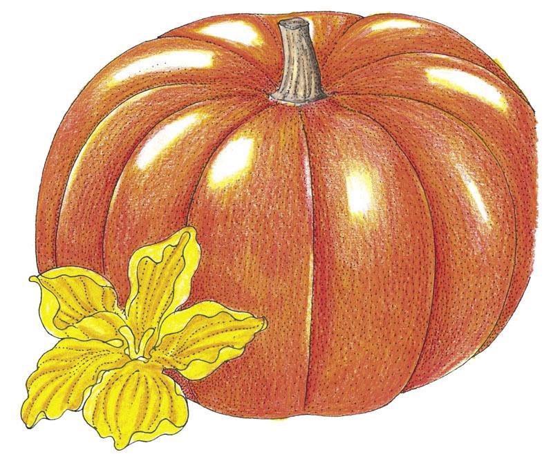 Pumpkin Seeds (Organic) Cinderella Pumpkins