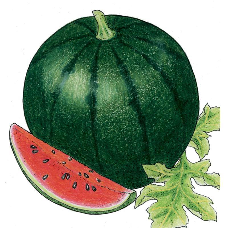 Watermelon Seeds (Organic), Sugar Baby