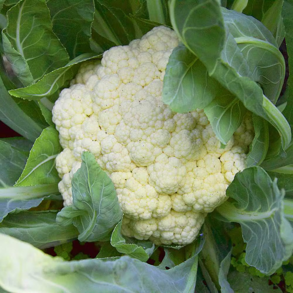 Tropical Cauliflower Vegetable Seeds for Planting – Heat-Tolerant, High Yield Indian Variety for Home Garden & Organic Farming
