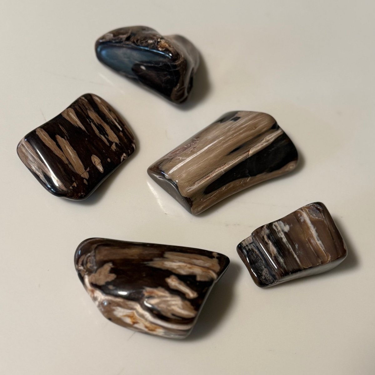Polished Petrified Wood Display Piece – Natural Fossil Stone