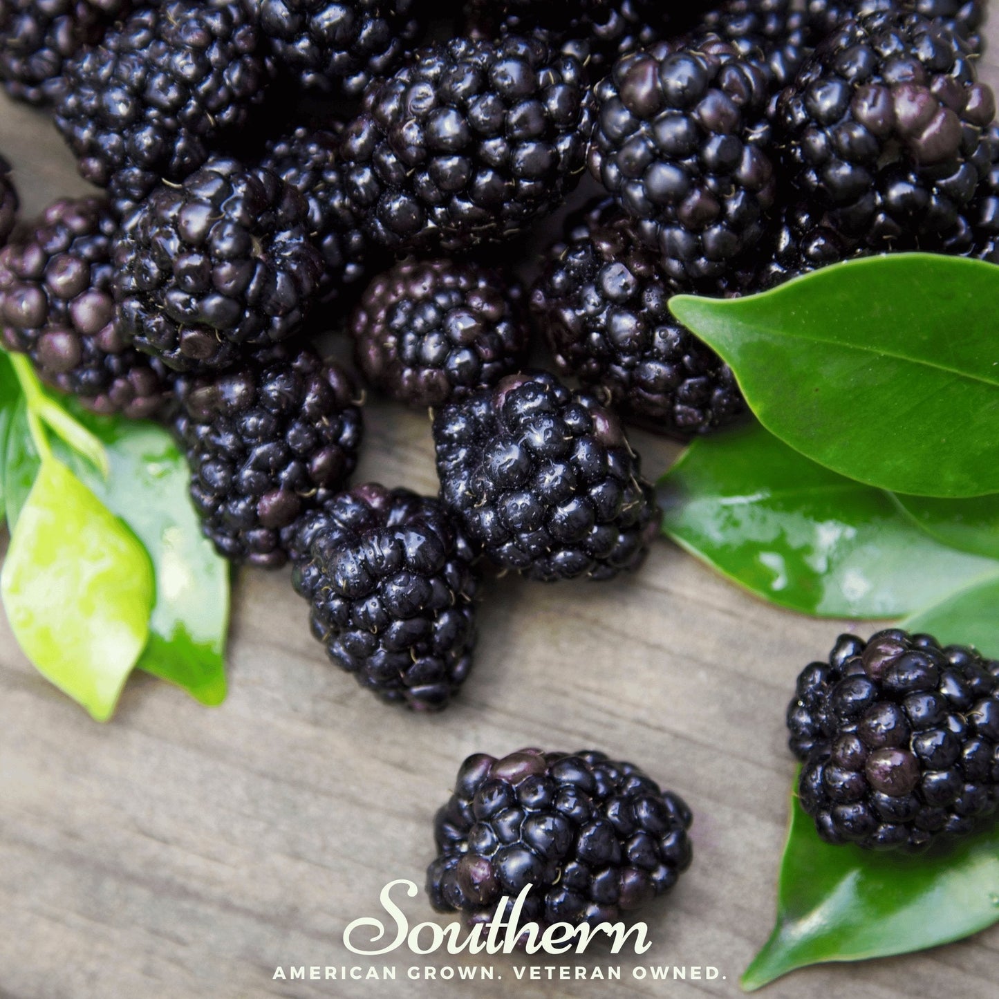 Black Raspberry – 30 Seeds