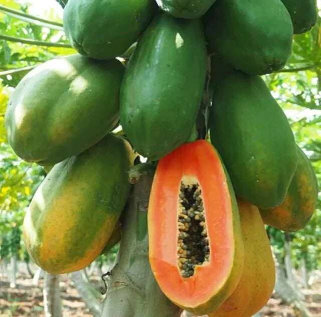 Red Lady Papaya Fruit Seeds for Planting – Heirloom Non-GMO High Germination Organic Garden Seeds