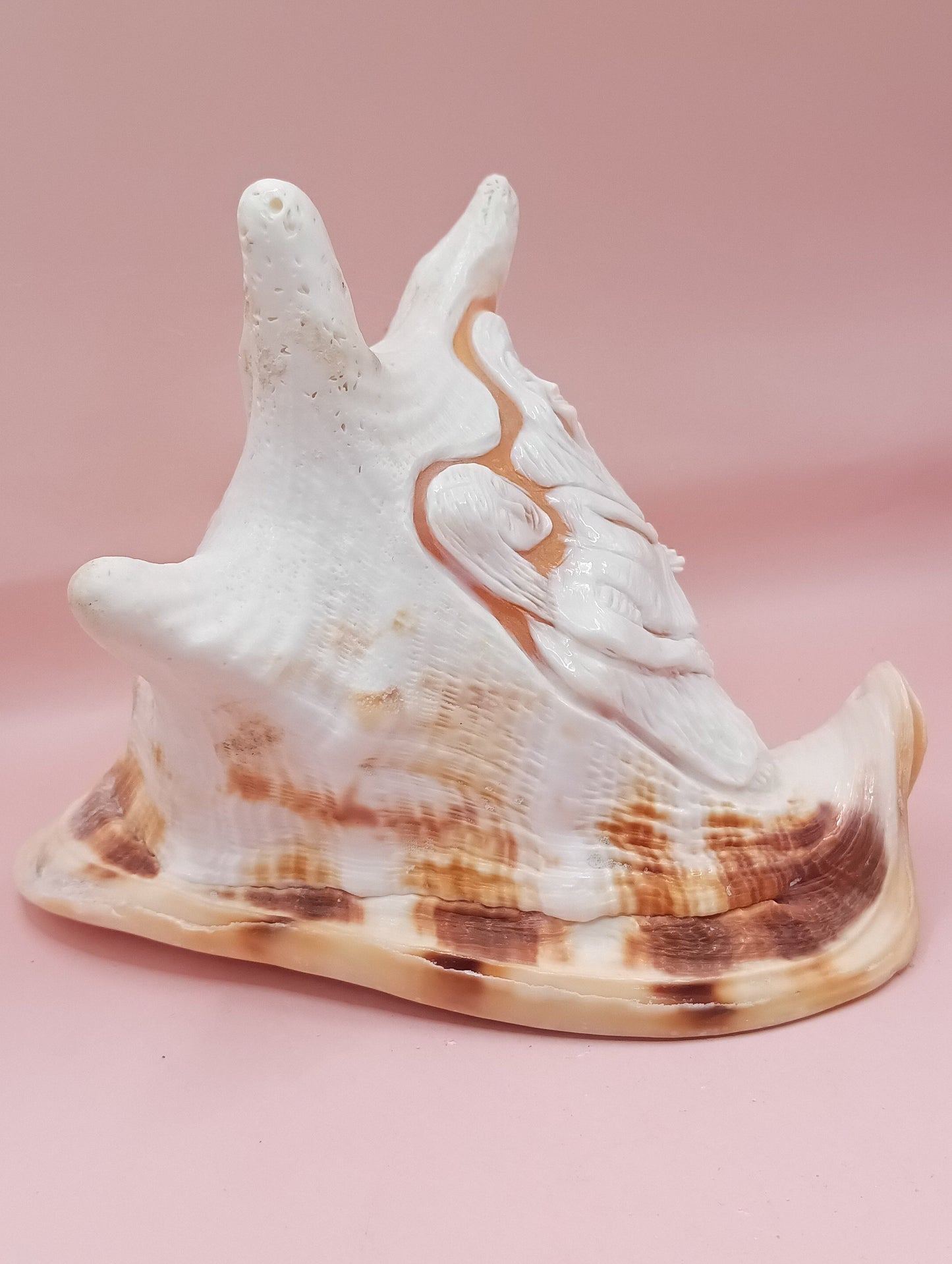 Hand Carved Yellow Helmet Shell – 7.8" Natural Cassis Cornuta