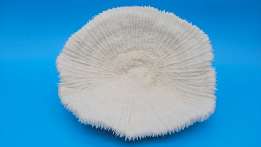Vintage Mushroom Coral Specimen - Natural Coastal Home Decor Piece