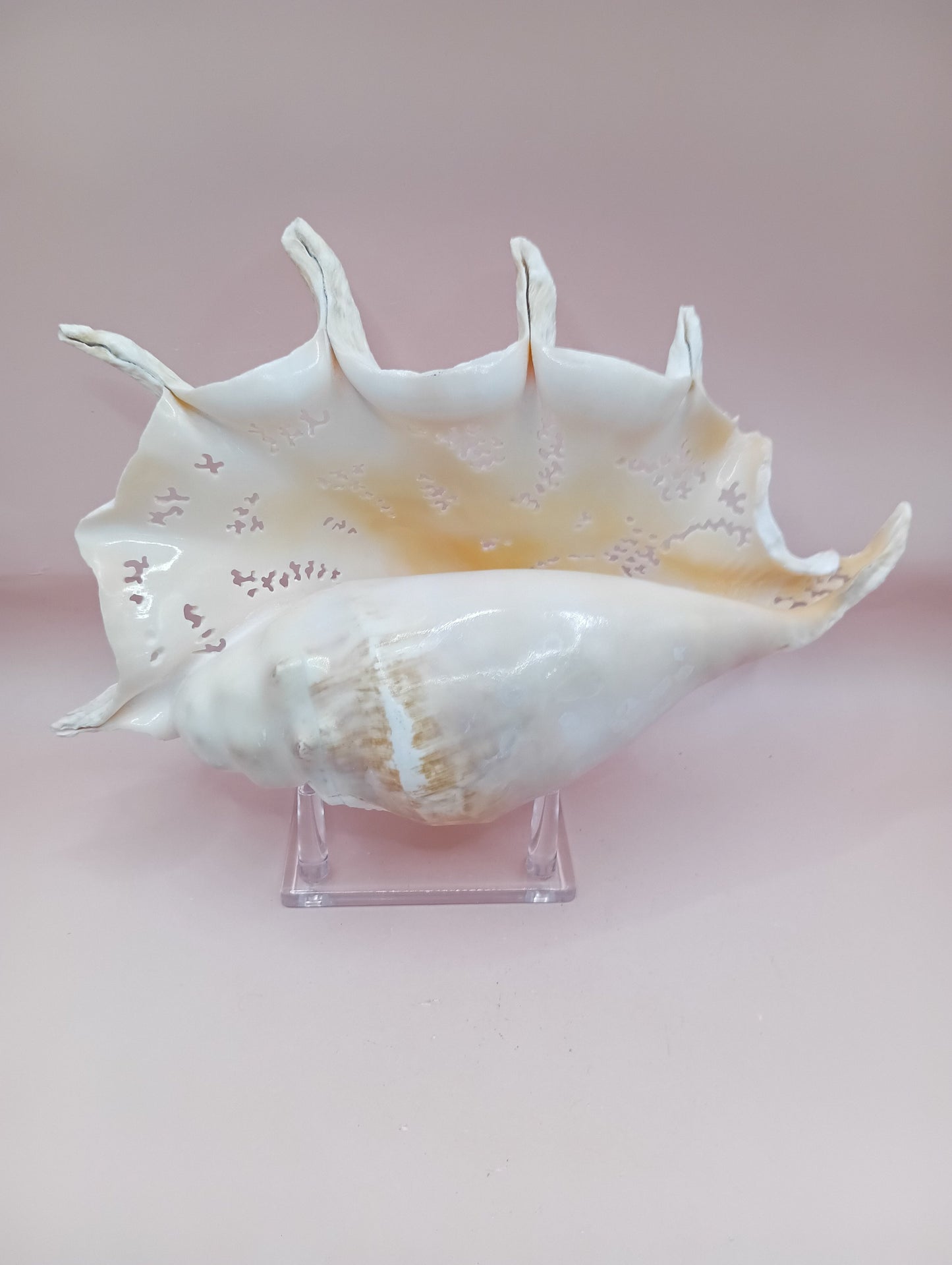 Hand-Carved Lambis Truncata Shell – Octopus Design – 9.5" Coastal Art Decor