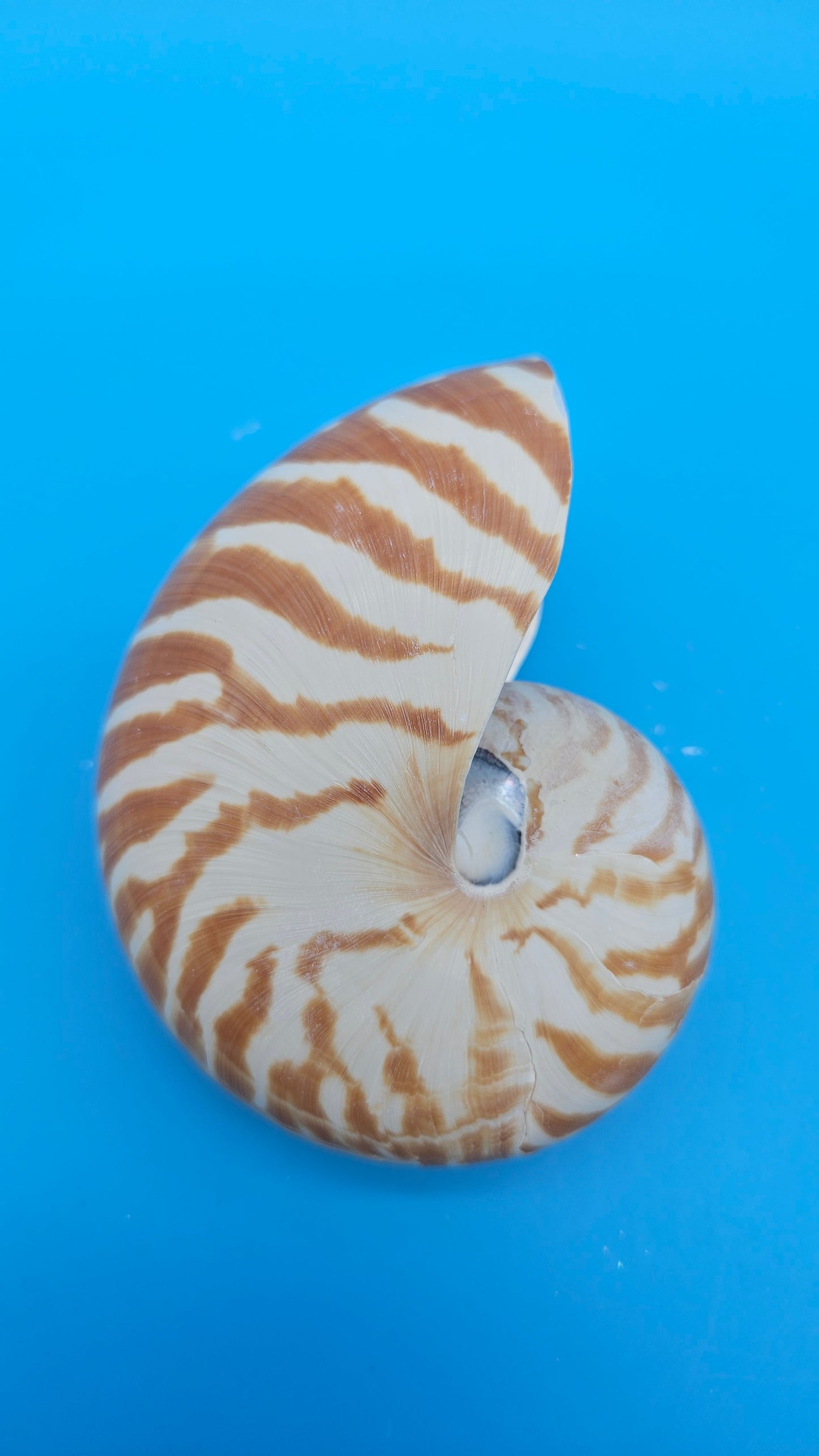 Chambered Tiger Nautilus Shell – Striking Natural Ocean Decor 4" Nautilus pompilius