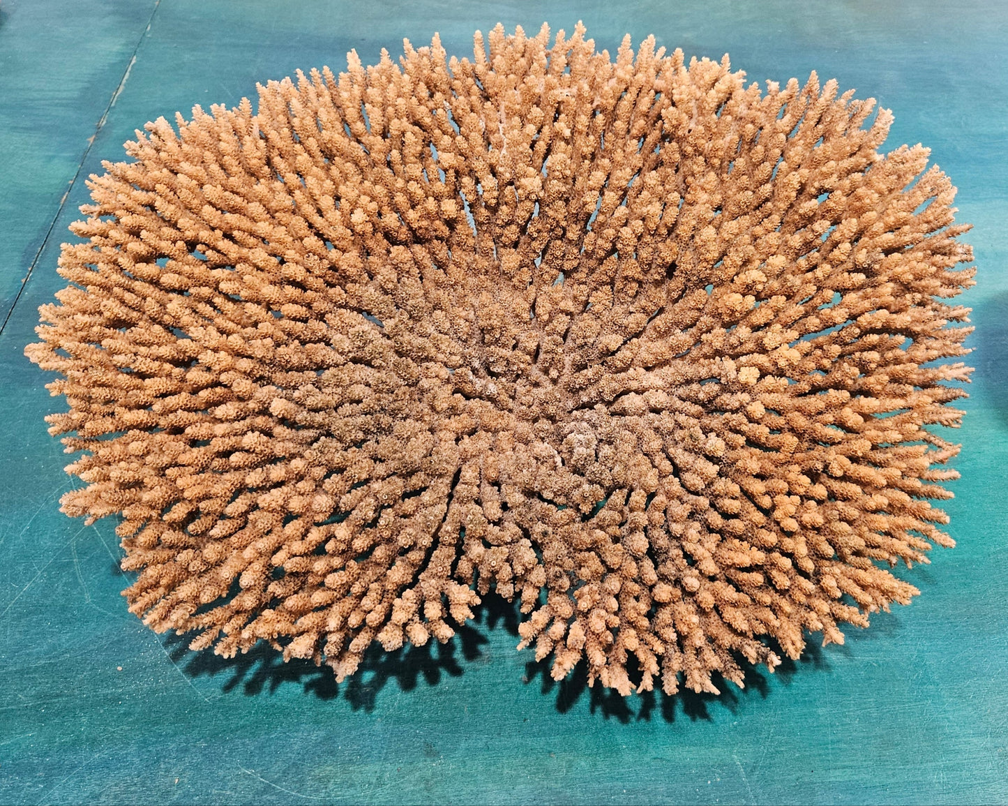 Natural Table- Special Plate Coral 15.75"