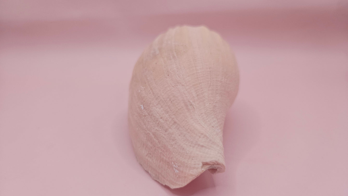 Fulgoraria Nagouchii Hashingi Display Shell – Natural Peach Toned Spiral 6.2"