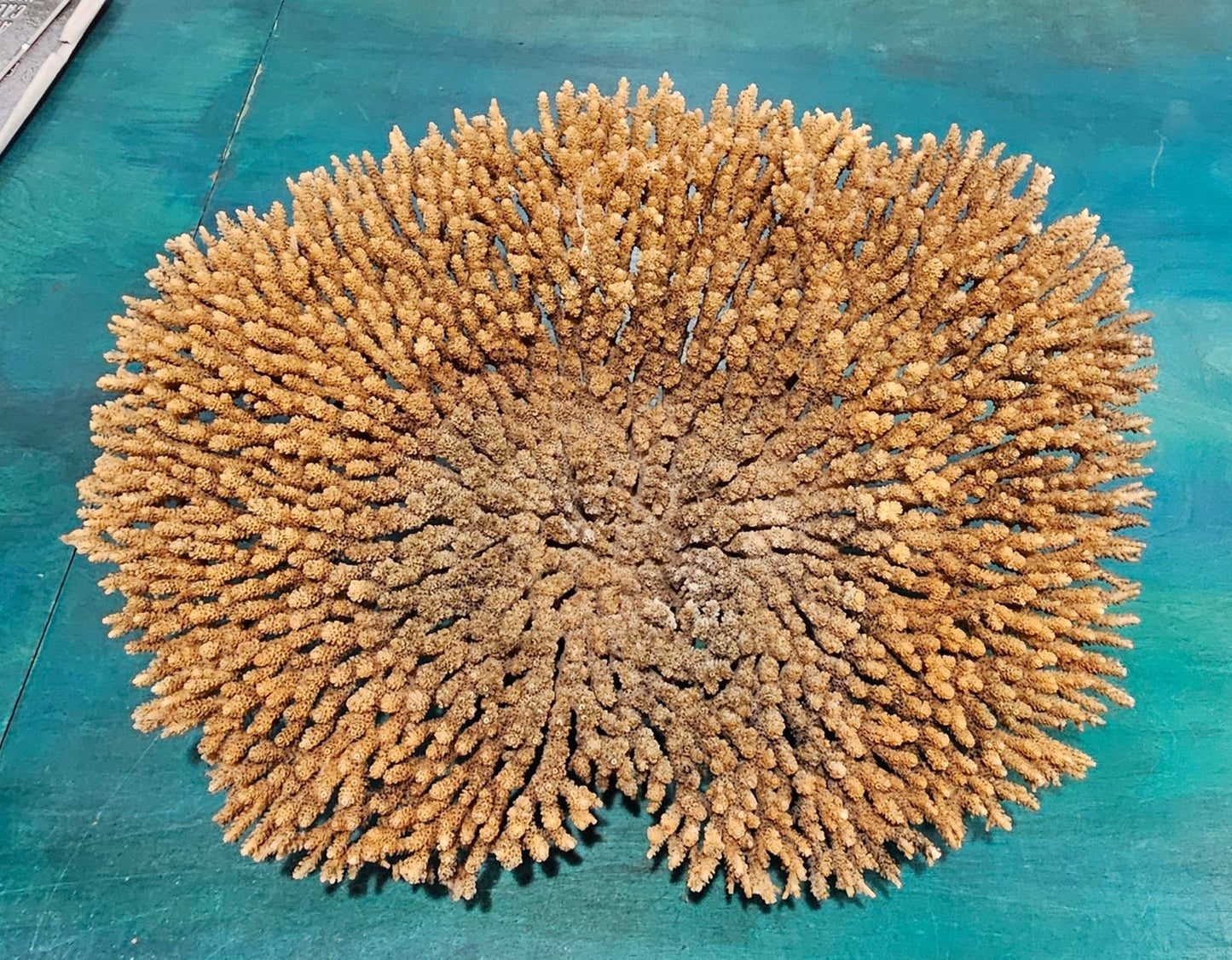 Natural Table- Special Plate Coral 15.75"
