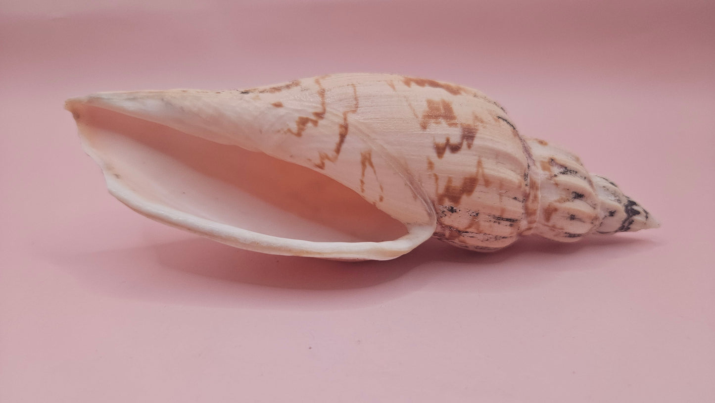 Fulgoraria Pervostiana angulosa Shell – 5.7" Natural Display Shell with Earthy Tones