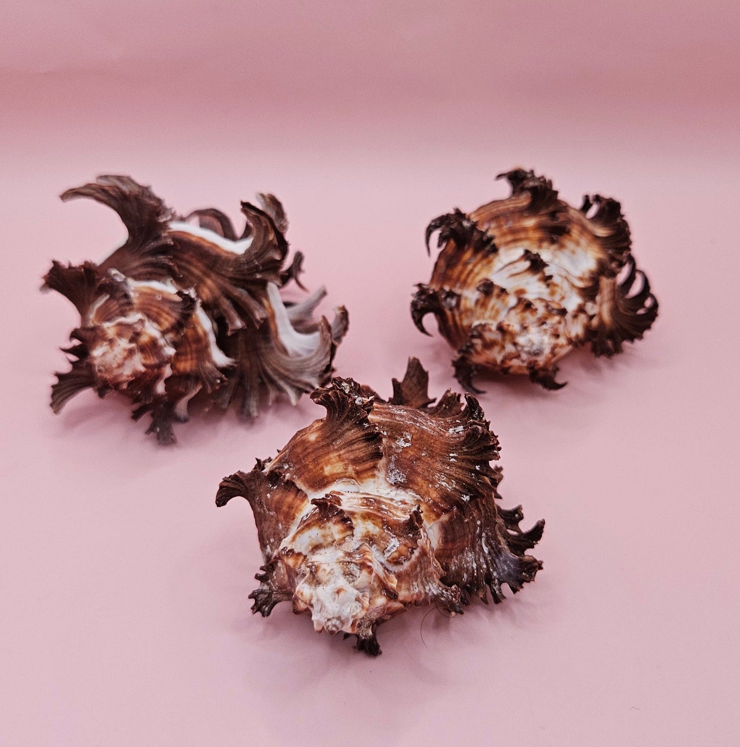 Long Spine Murex Endive Shell Trio – Natural Brown Coastal Display Shells