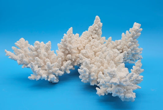 Vintage White Branch Coral Specimen - Natural Coastal Home Decor Piece