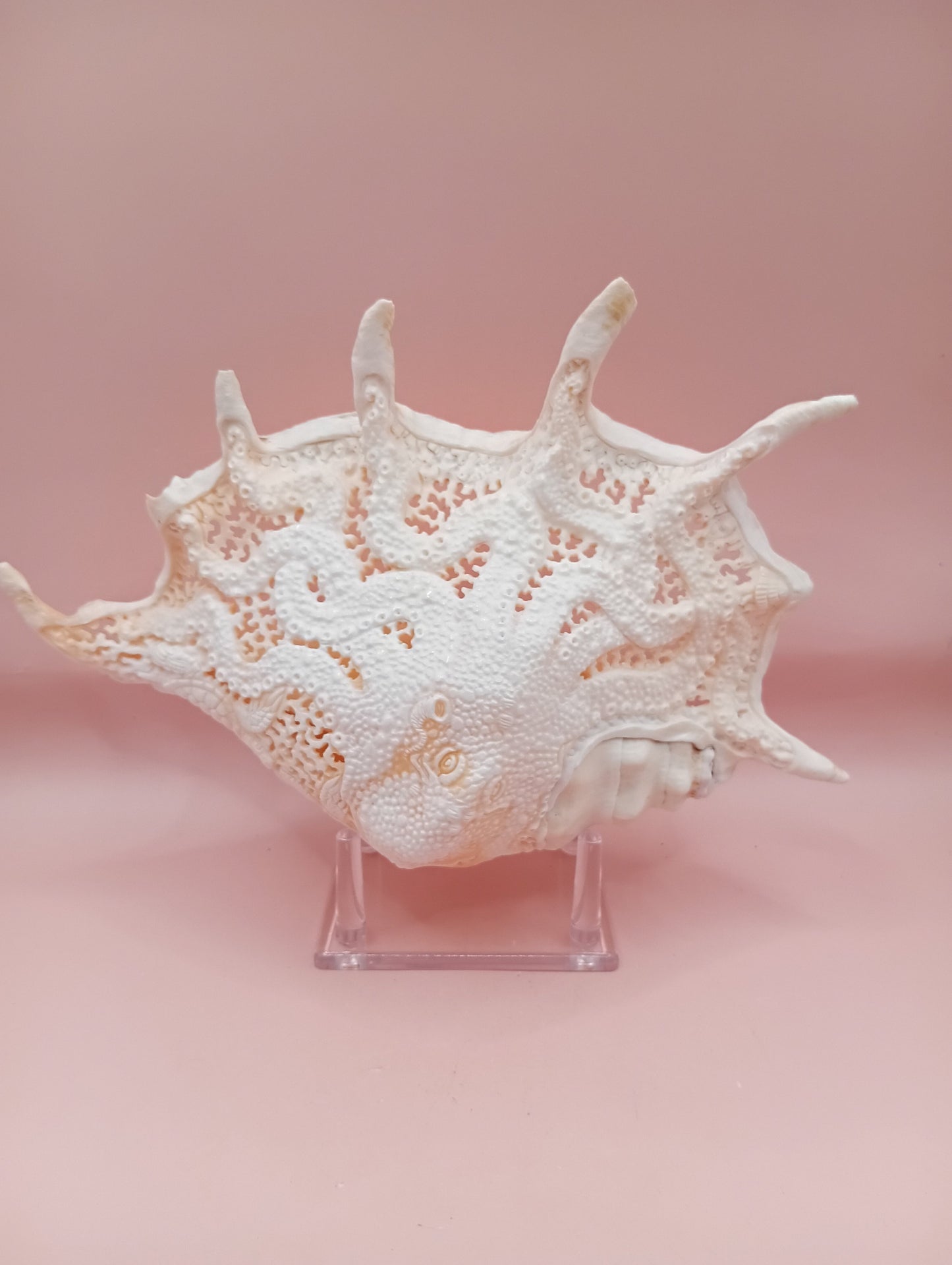 Hand-Carved Lambis Truncata Shell – Octopus Design – 9.5" Coastal Art Decor