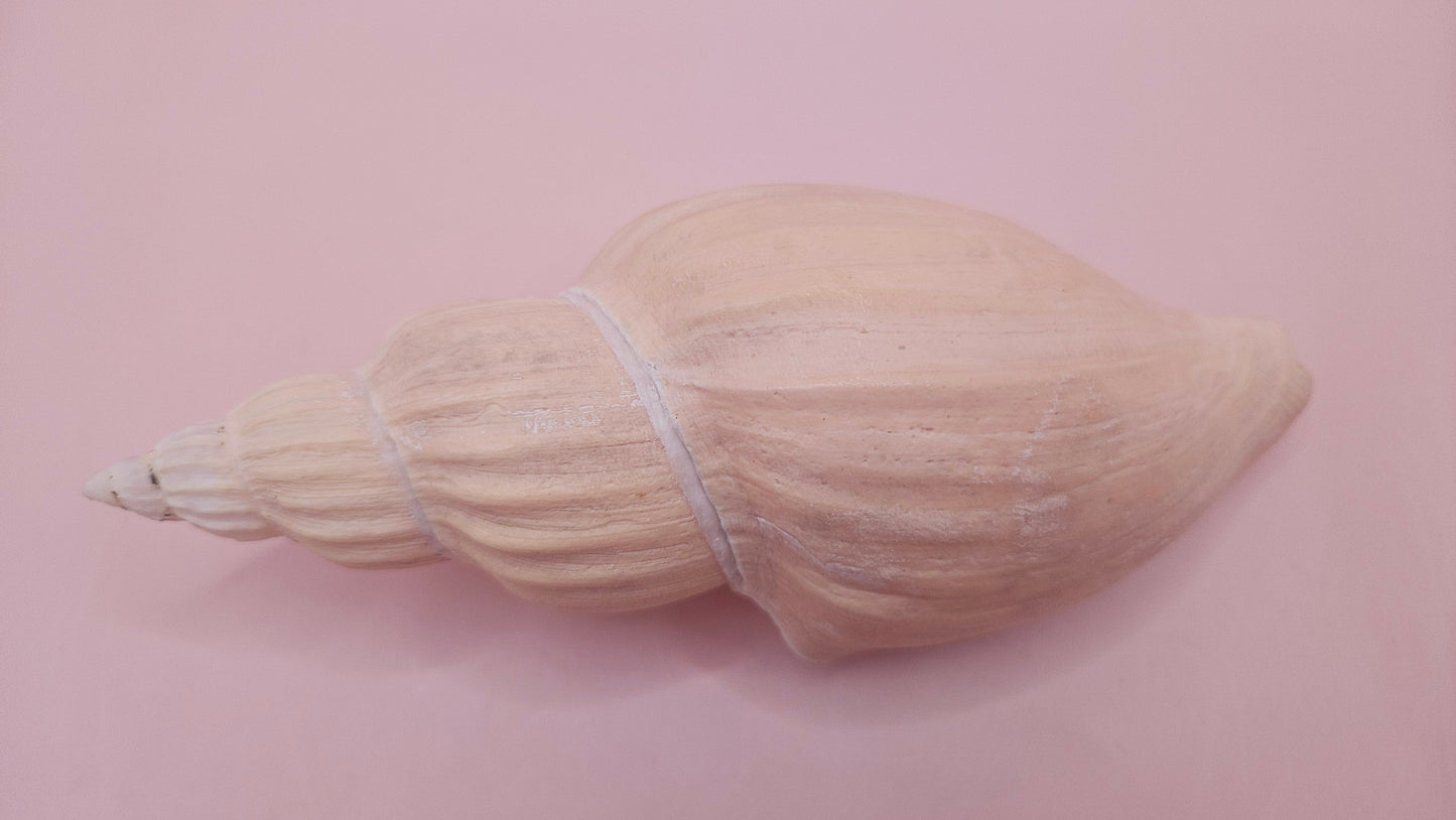 Fulgoraria Nagouchii Hashingi Display Shell – Natural Peach Toned Spiral 6.2"