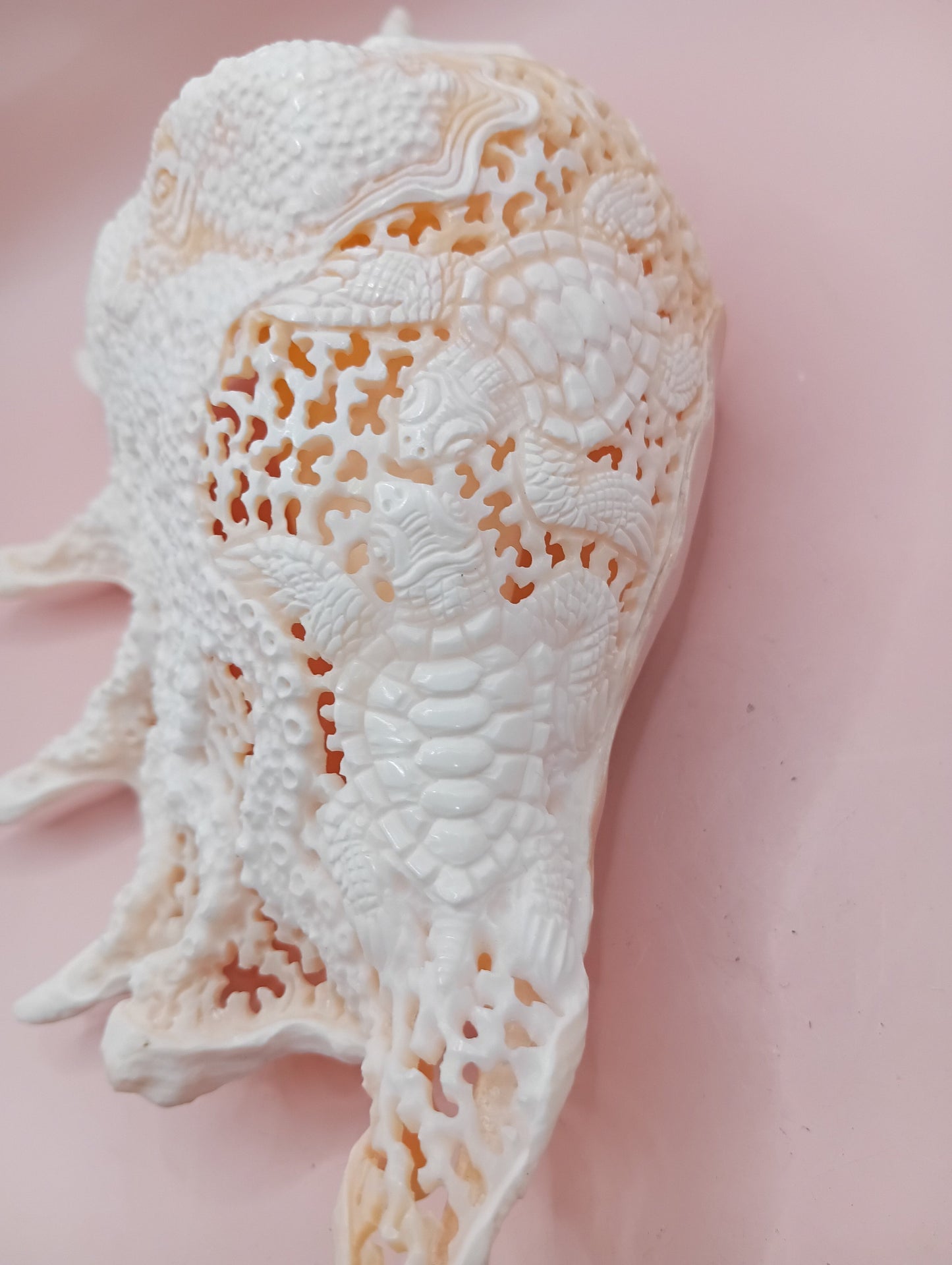 Hand-Carved Lambis Truncata Shell – Octopus Design – 9.5" Coastal Art Decor