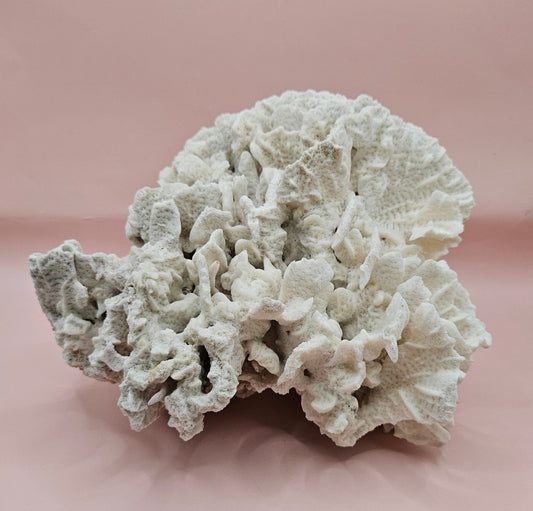 Vintage Rugosa Coral Fossil Decor – Natural White Coral 8"