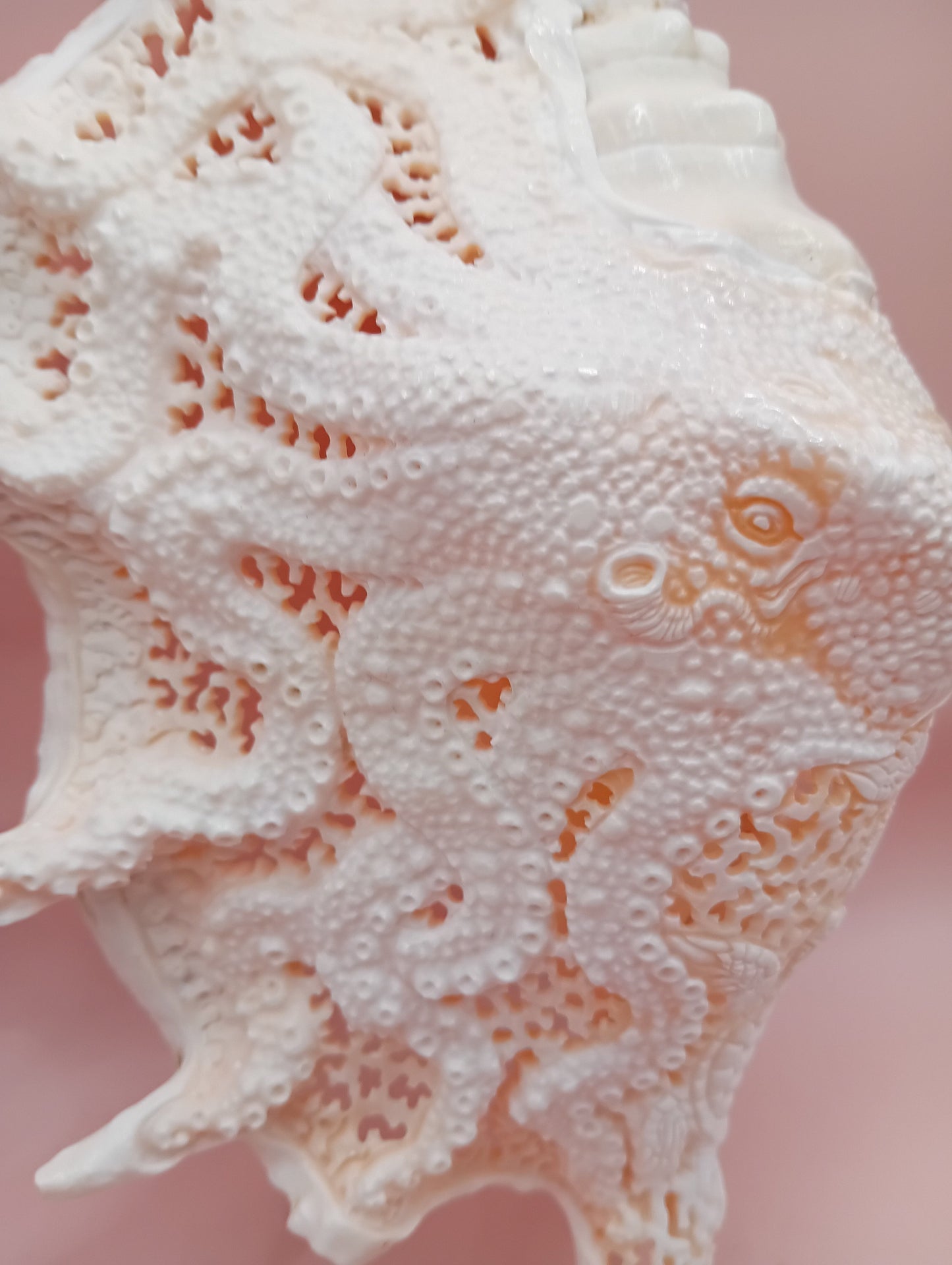 Hand-Carved Lambis Truncata Shell – Octopus Design – 9.5" Coastal Art Decor