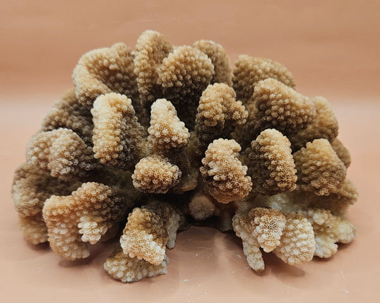 Vintage Natural Cluster Coral Specimen – Montipora digitata – 8x6x4 Coastal Decor