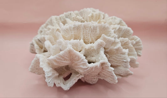 Vintage Rugosa Coral Fossil Decor – Natural White Coral 6.8"