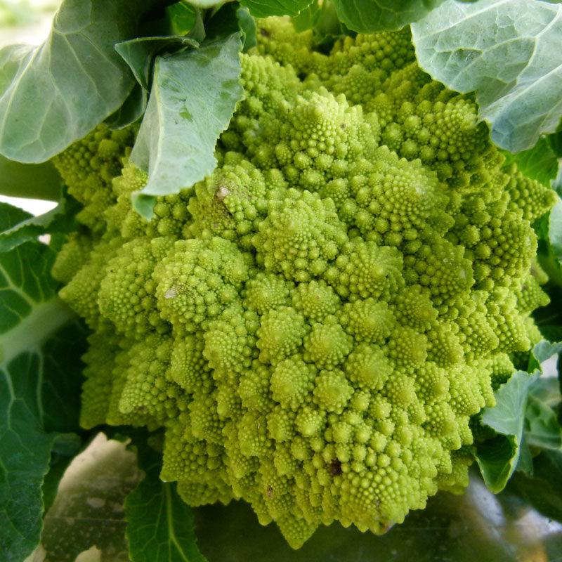 Broccoli Seeds, Romanesco (Organic)