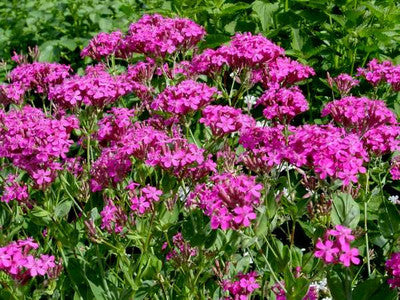 Silene armeria (Sweet William Catchfly) Flower Seeds for Planting – Heirloom & Non-GMO Bright Blooms for Borders and Wildflower Gardens