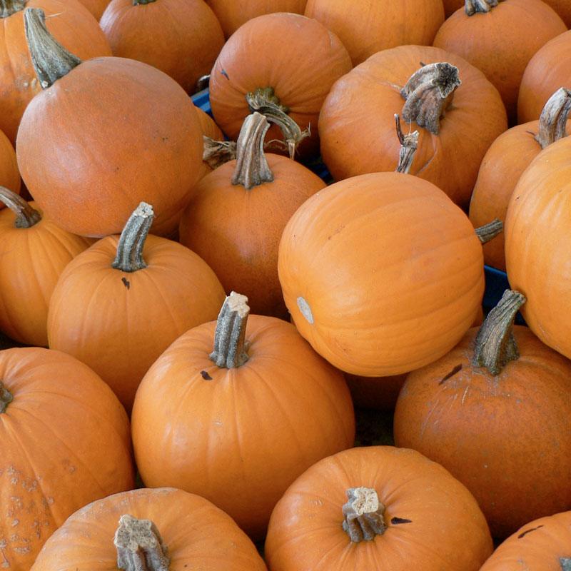 Pumpkin Seeds, Small Sugar (Organic)