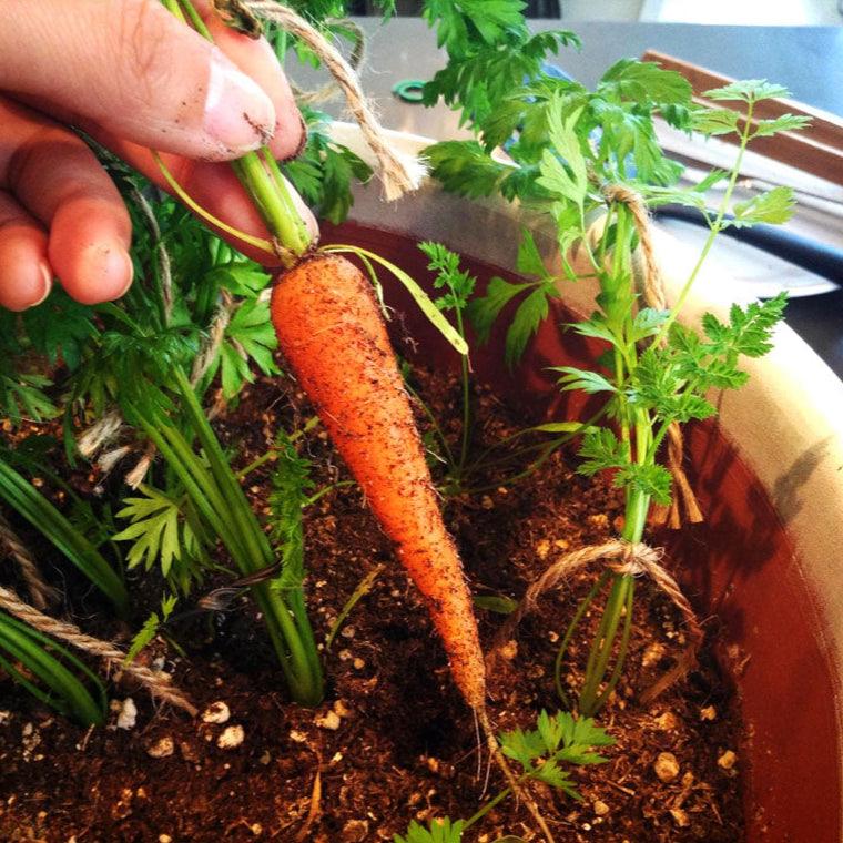 Carrot Seeds, Little Finger (Organic)