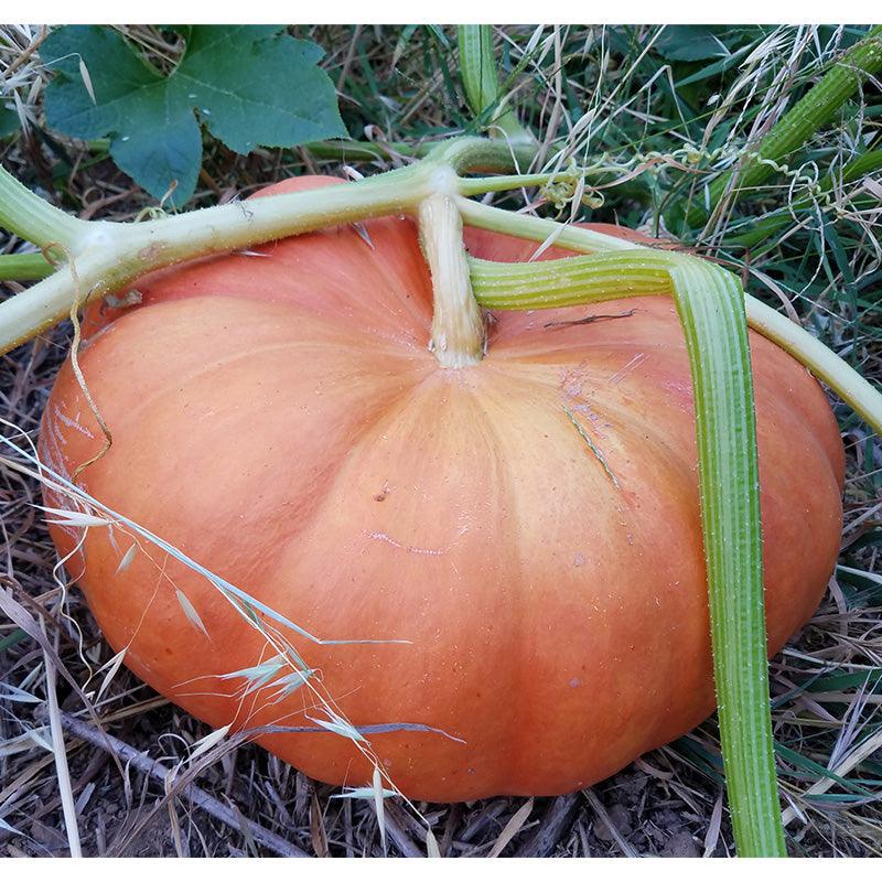 Pumpkin Seeds (Organic) Cinderella Pumpkins