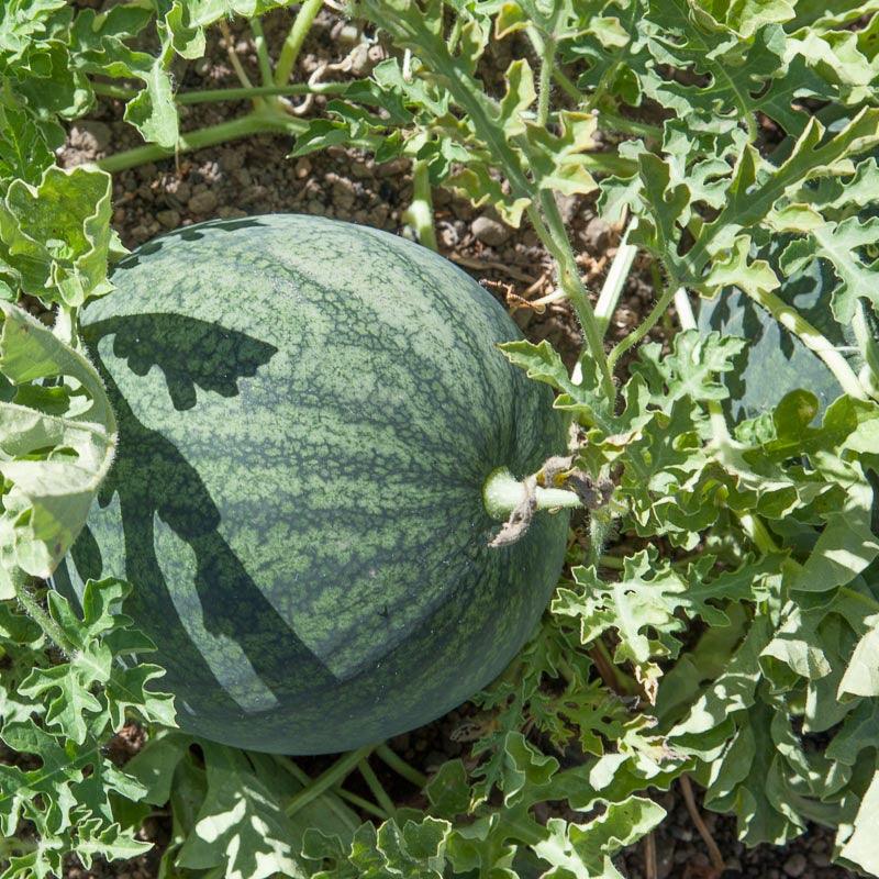 Watermelon Seeds (Organic), Sugar Baby