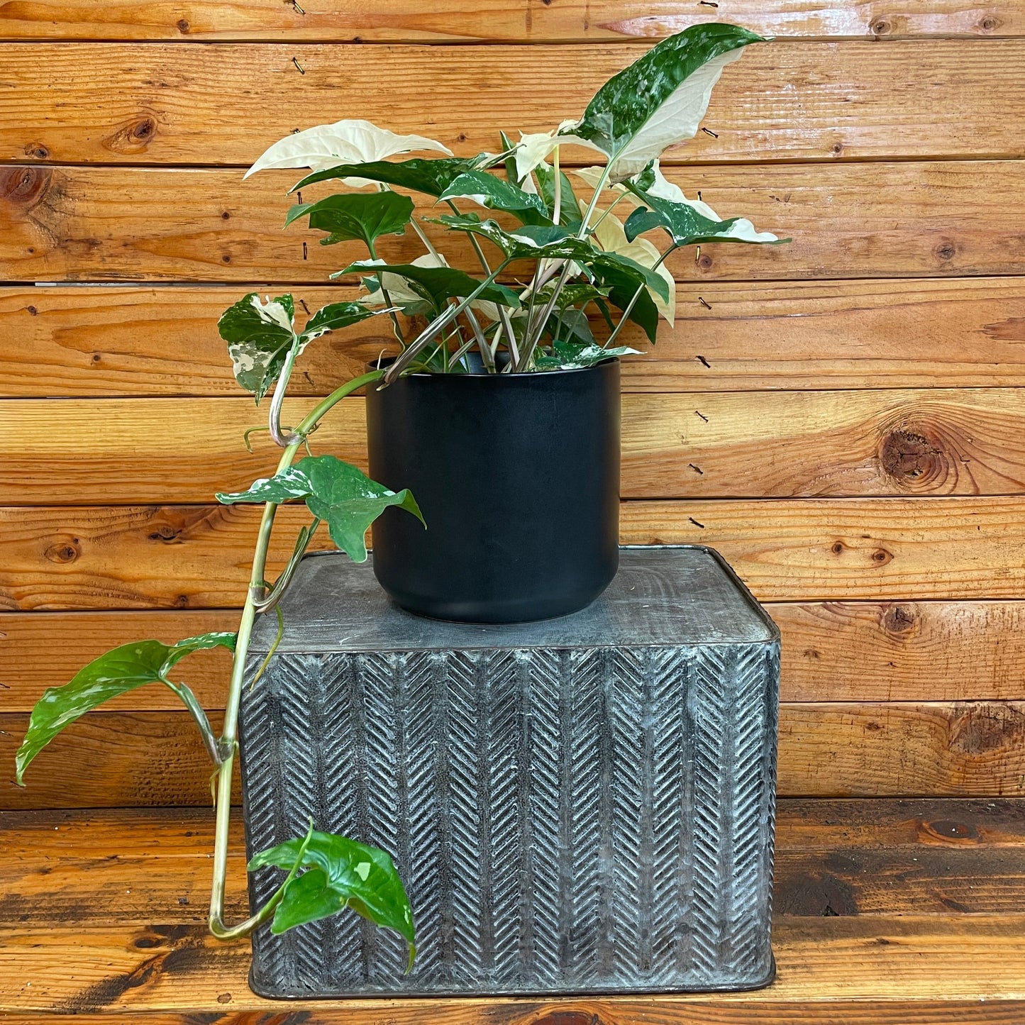 Syngonium Podophyllum Albo-Variegatum – 6" Variegated Arrowhead Plant