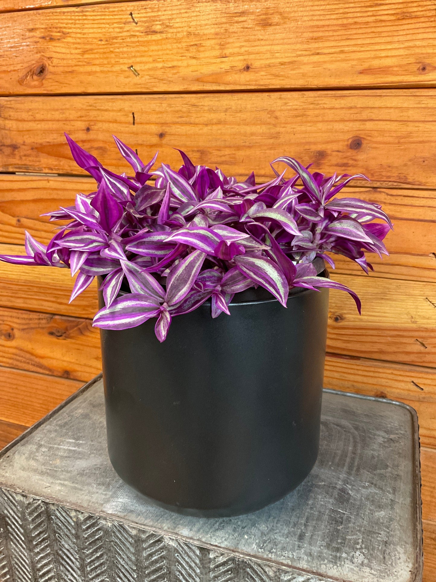 Tradescantia Pink Paradise – 6" Easy-Care Trailing Houseplant