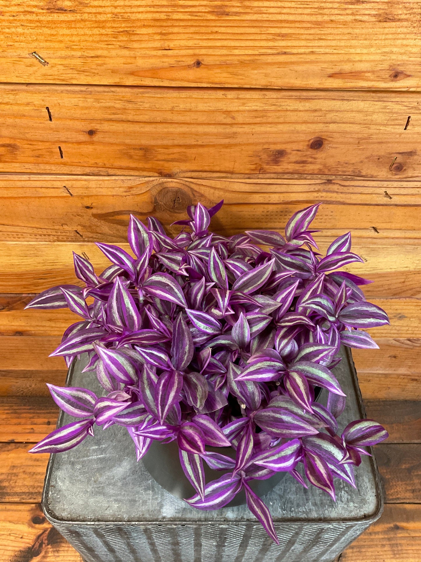 Tradescantia Pink Paradise – 6" Easy-Care Trailing Houseplant