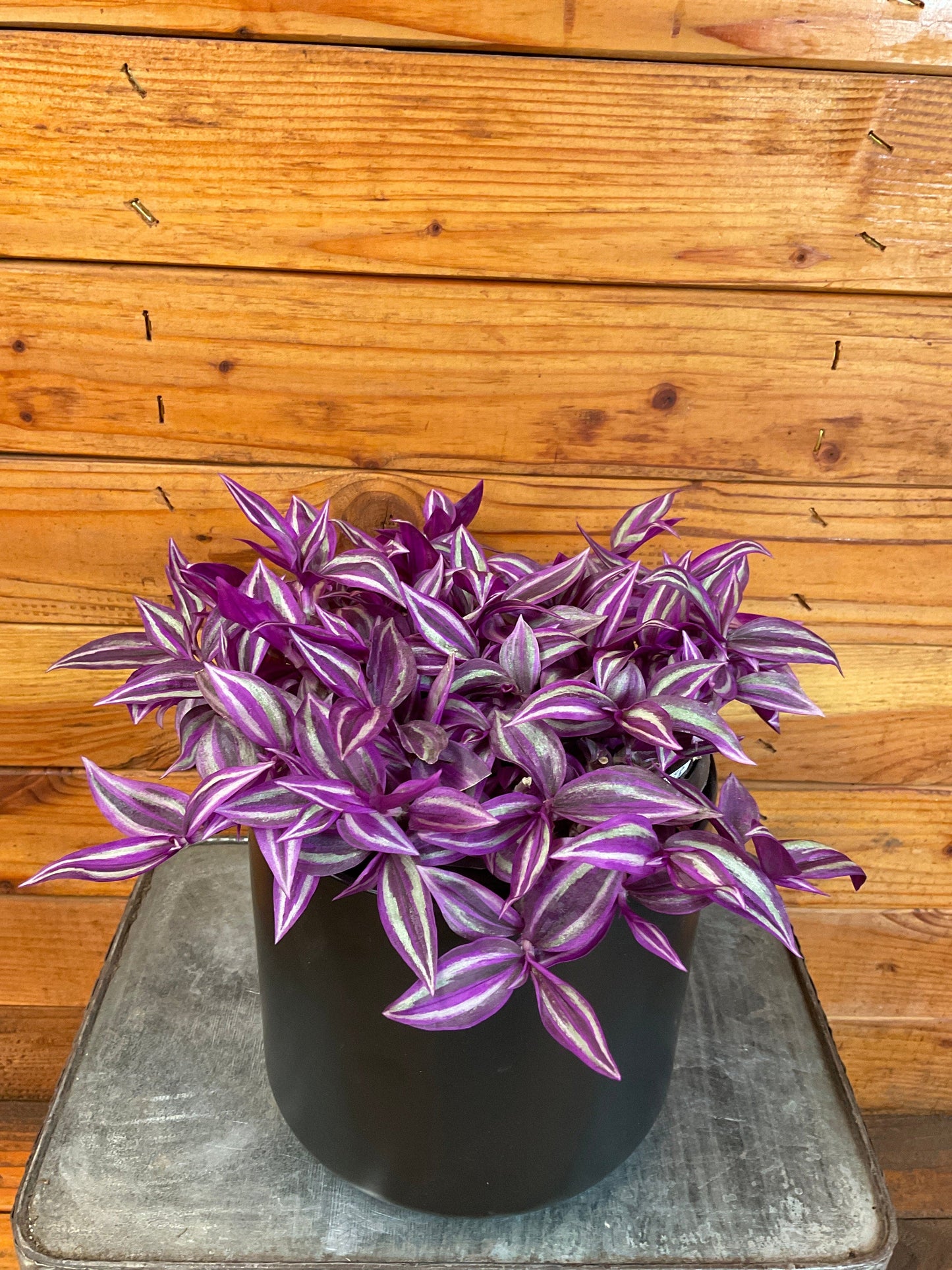 Tradescantia Pink Paradise – 6" Easy-Care Trailing Houseplant