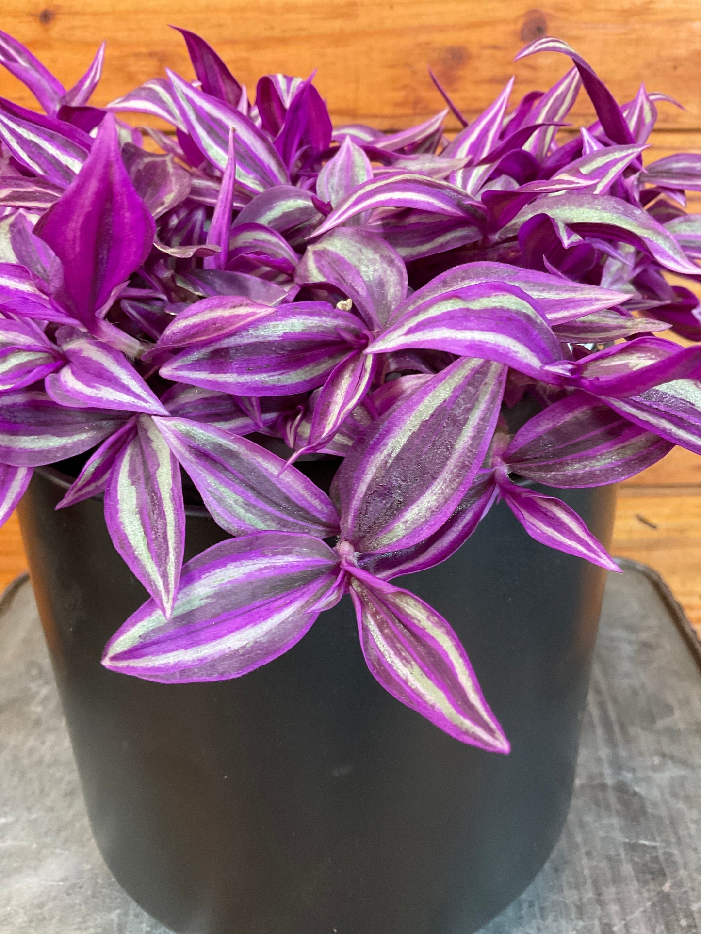 Tradescantia Pink Paradise – 6" Easy-Care Trailing Houseplant