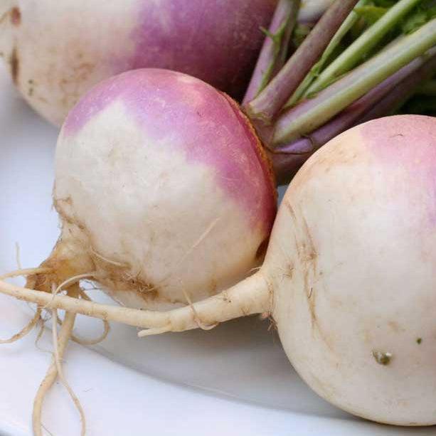 Turnip Seeds (Organic) Purple Top White Globe