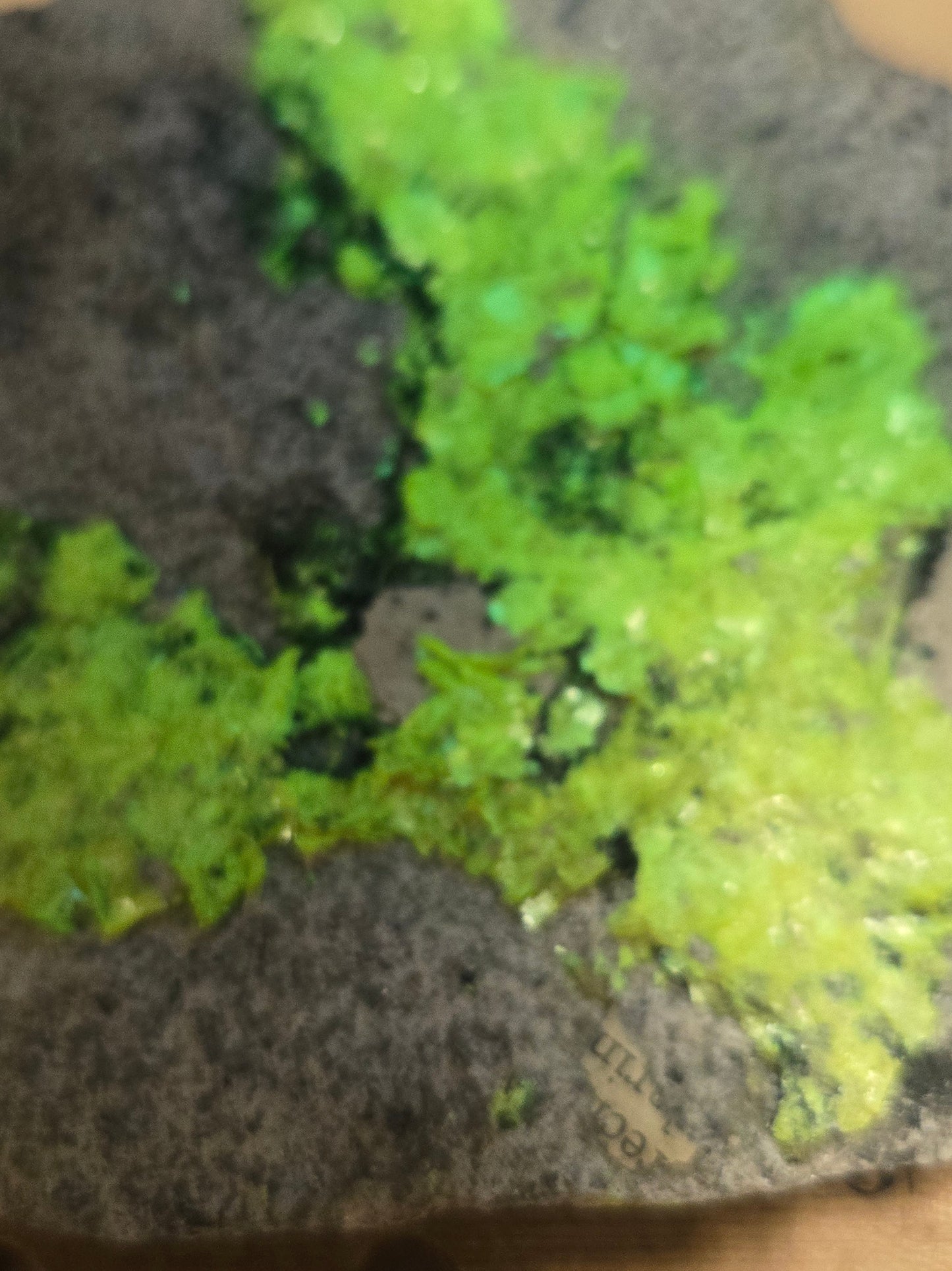 Uranocircite