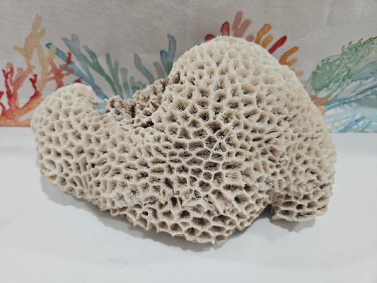 Vintage Brain Coral Specimen – White Natural Maze Coral Display 10"