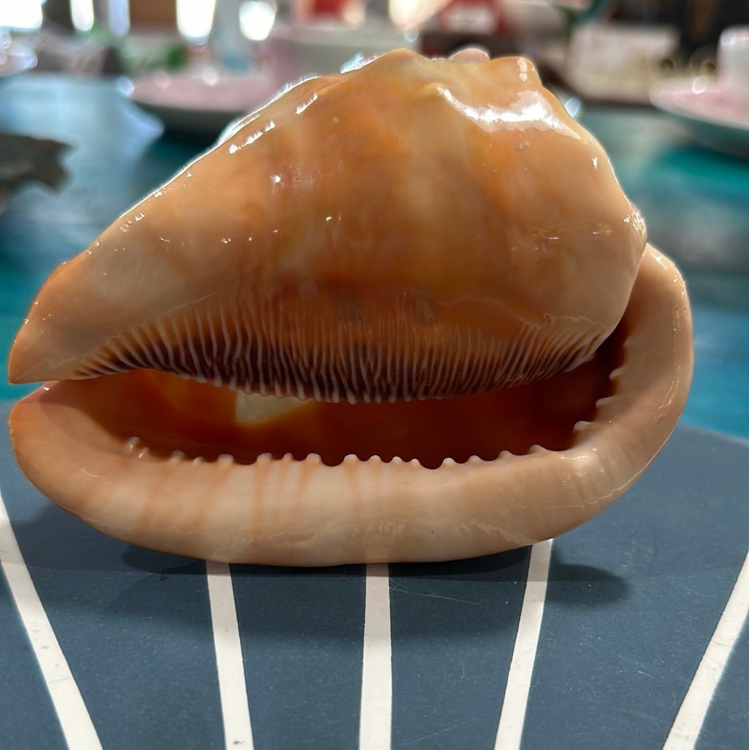 Vintage Carved Woman Cameo Helmet Seashell