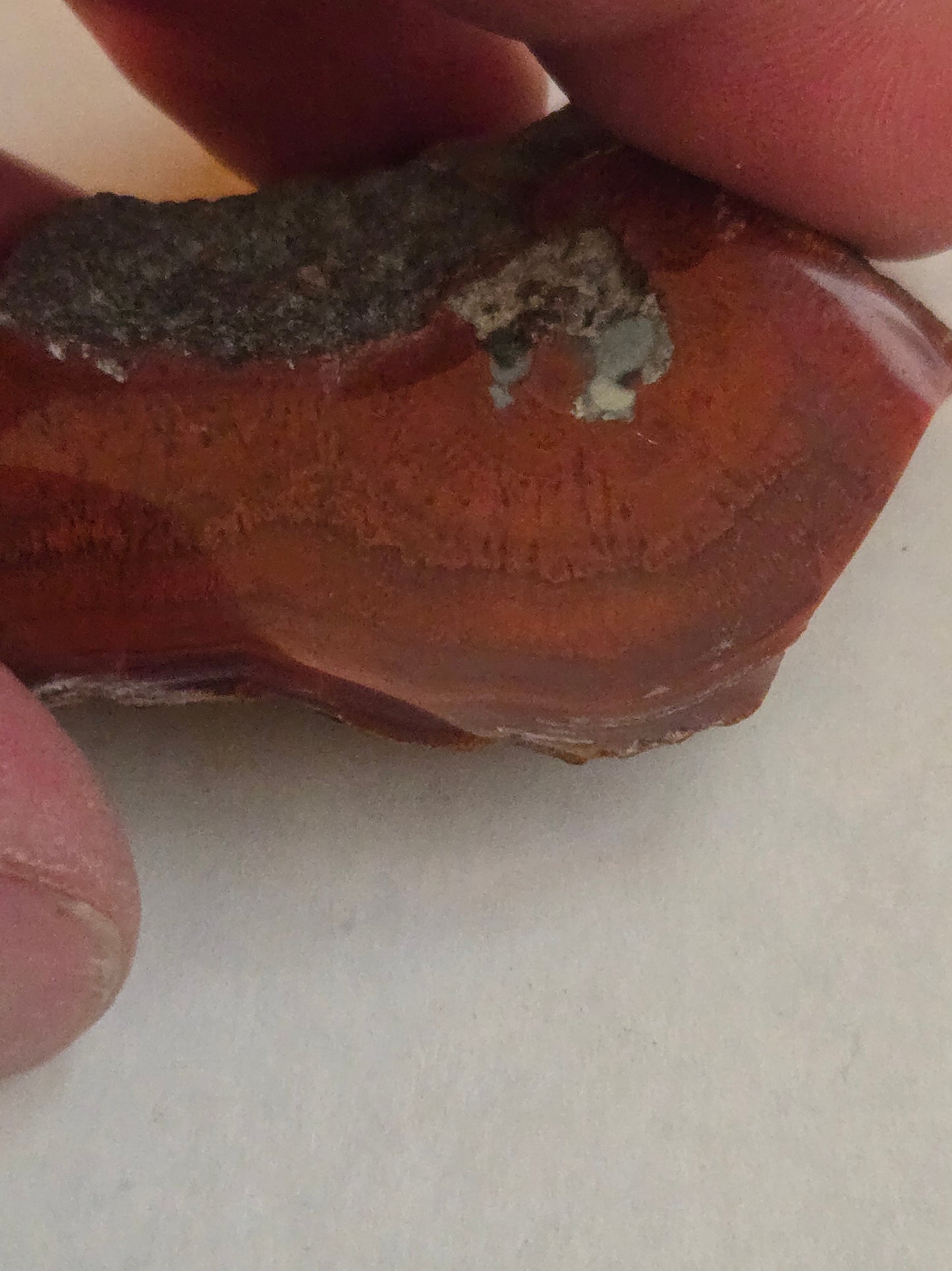 Yellowcat Red Agate specimen