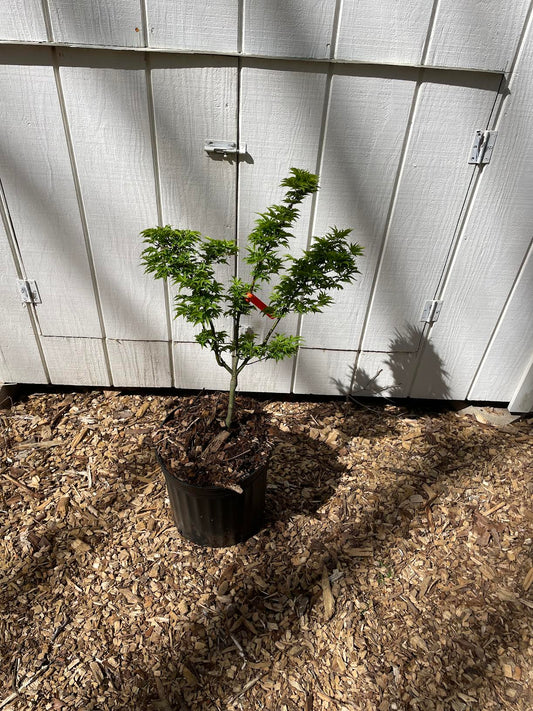 Acer palmatum 'Shishigashira' Grafted
