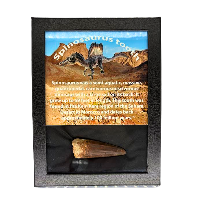 Spinosaurus Tooth Box