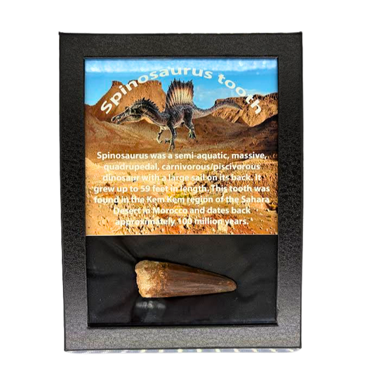 Spinosaurus Tooth Box