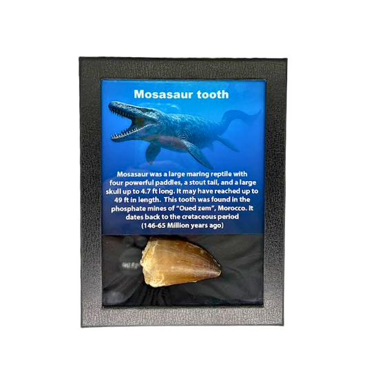 Mosasaur Tooth Box