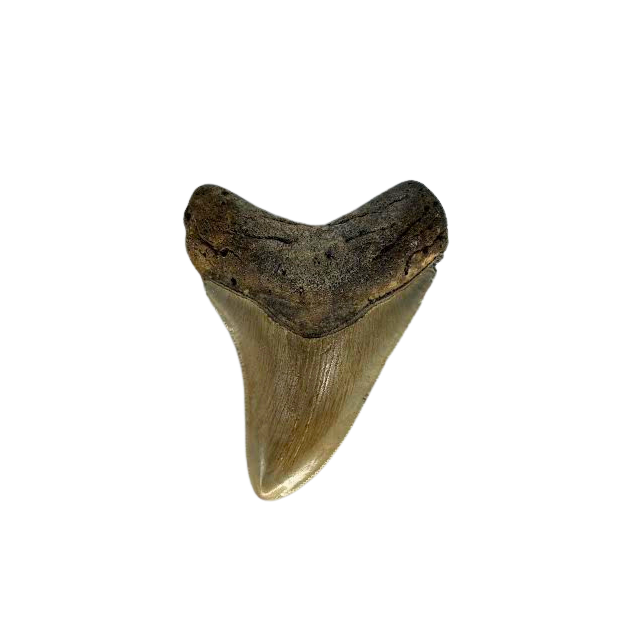 Megalodon Tooth