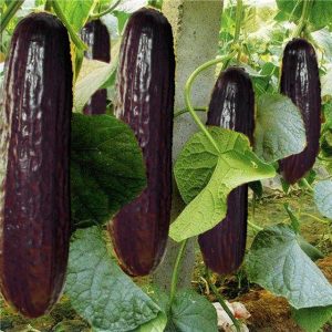 Indian Black Cucumber Seeds for Planting – Heirloom, Non-GMO Vegetable Seeds for Organic Home Gardening