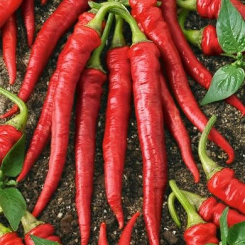 Cayenne Pepper Seeds – Long Red Chili Vegetable Seeds for Planting, High Yield, Non-GMO, Heirloom Hot Pepper Variety
