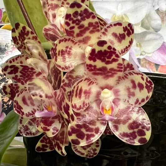 Phalaenopsis gigantea – Rare Giant Orchid Species | Live Plant