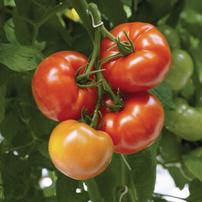 Greenhouse Winter Tomato Seeds – High-Acid Hybrid Vegetable Seeds for Planting, Ideal for Pickling and Cooking