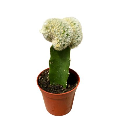 3.25" Grafted Cacti Assorted