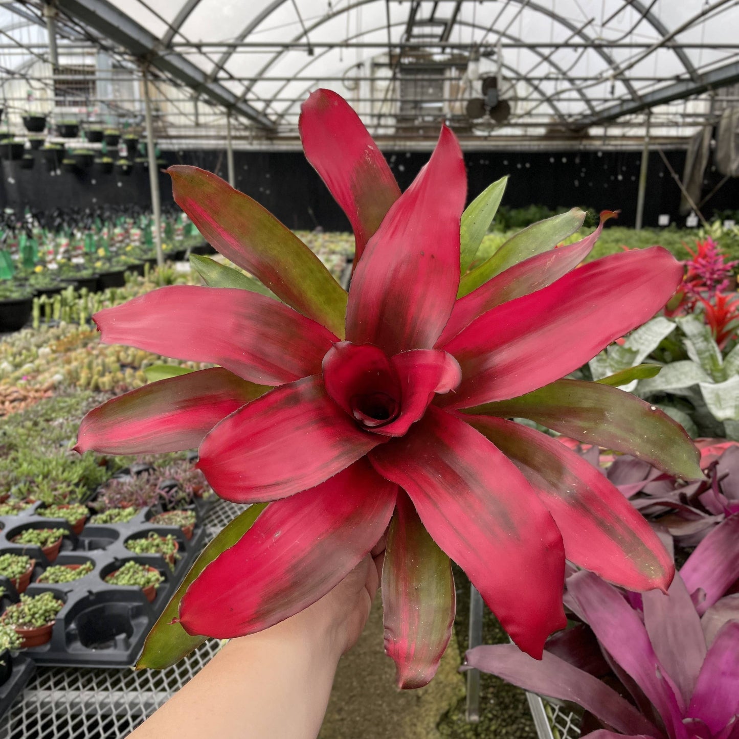 Bromeliad Neoregelia 'Neos' - Live Plant - Assorted